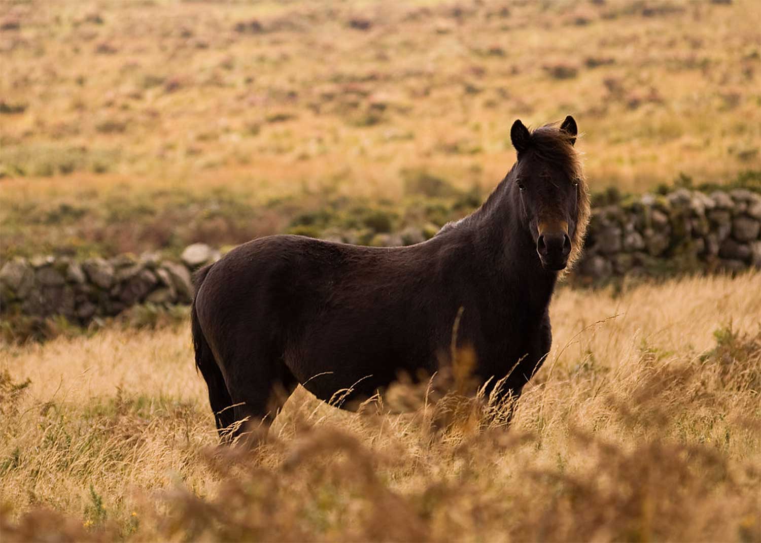 The Famous Dartmoor Ponies Information on the Dartmoor Pony