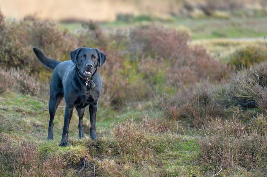 Dog friendly places to visit when visiting Dartmoor