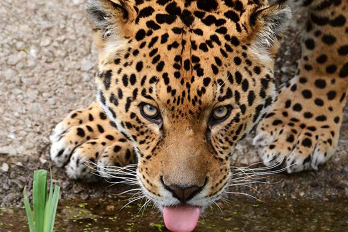 Dartmoor Zoo Family places to visit on Dartmoor