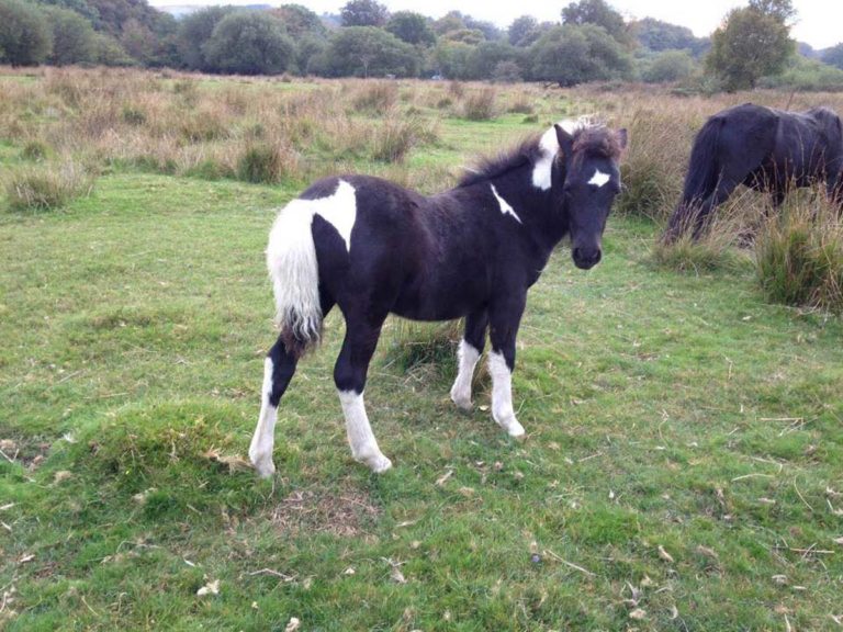 Dartmoor Ponies Discover more about the famous Dartmoor Pony
