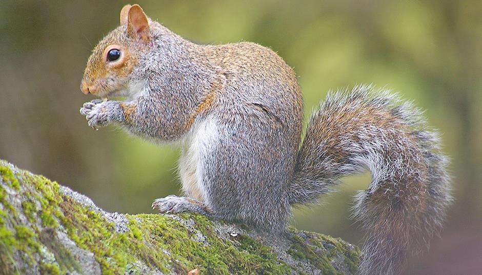 Nature and Wildlife on Dartmoor