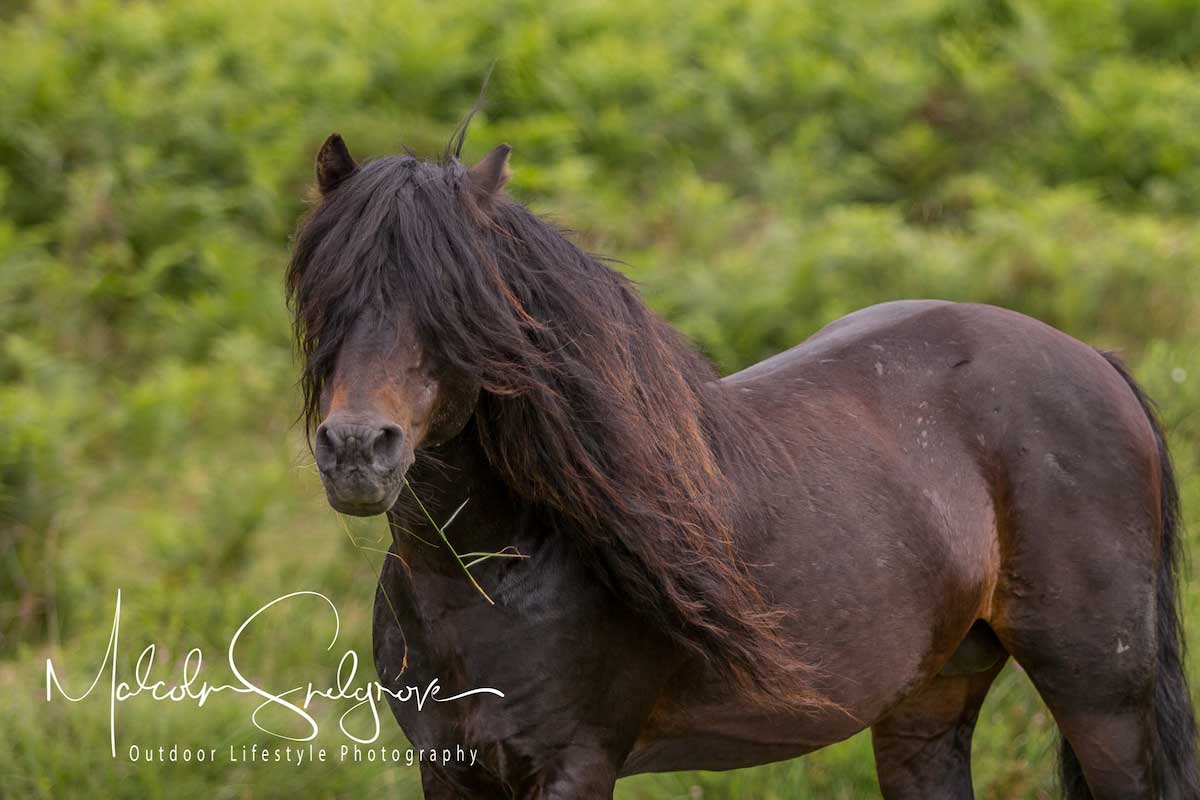 Dartmoor Ponies Discover more about the famous Dartmoor Pony