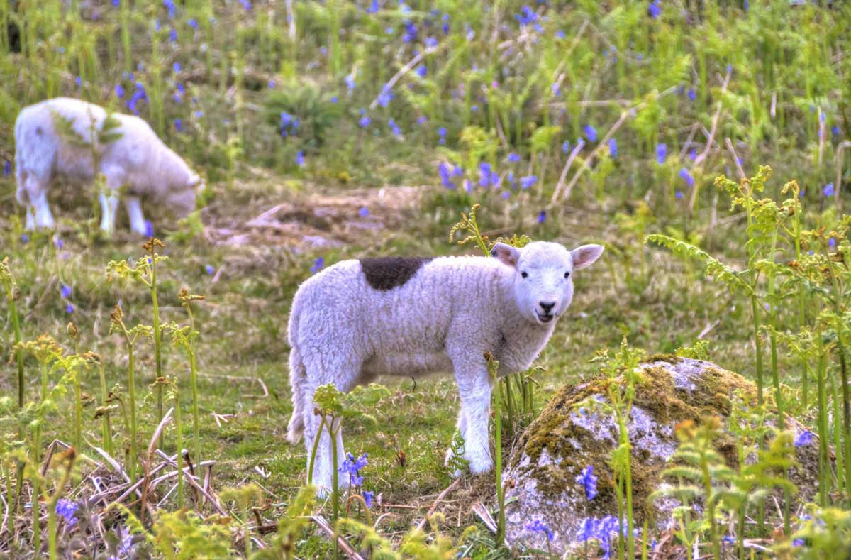 lambs-bluebells