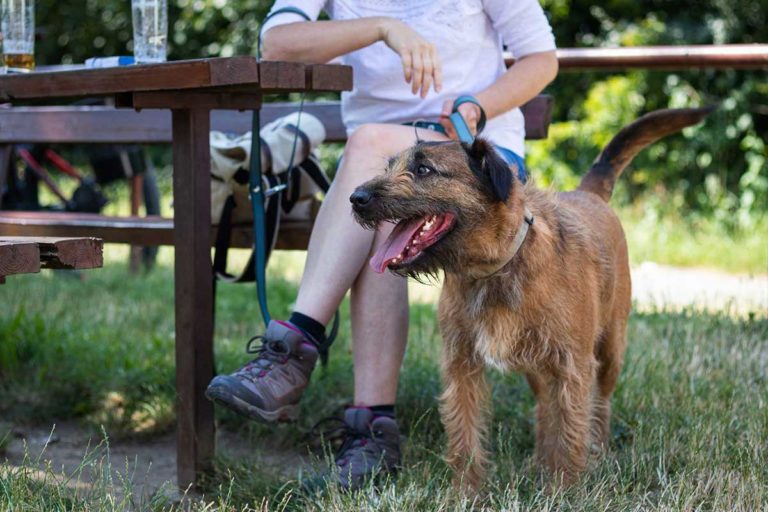 Visiting Dartmoor with your Dog Places to Eat with your Dog on Dartmoor