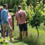 Devon vineyard tour