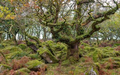 Wistman s Wood Dog Friendly Places to Visit on Dartmoor