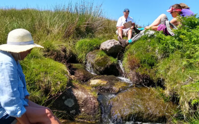 A cooling rest on Dartmoor