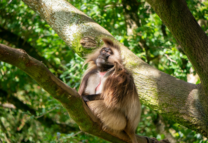 Dartmoor Zoo