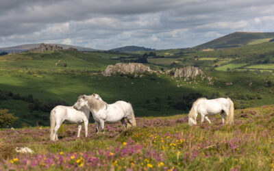 Ponies on Dartmoor