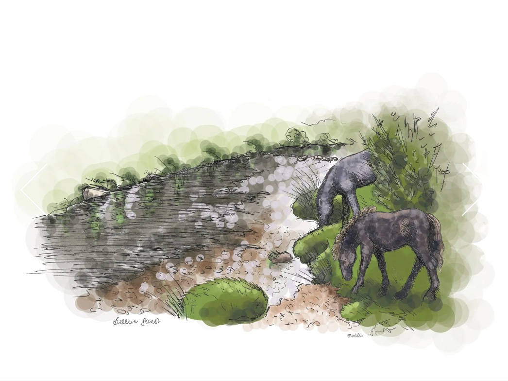 Dartmoor ponies at Bellever Forest, Dartmoor