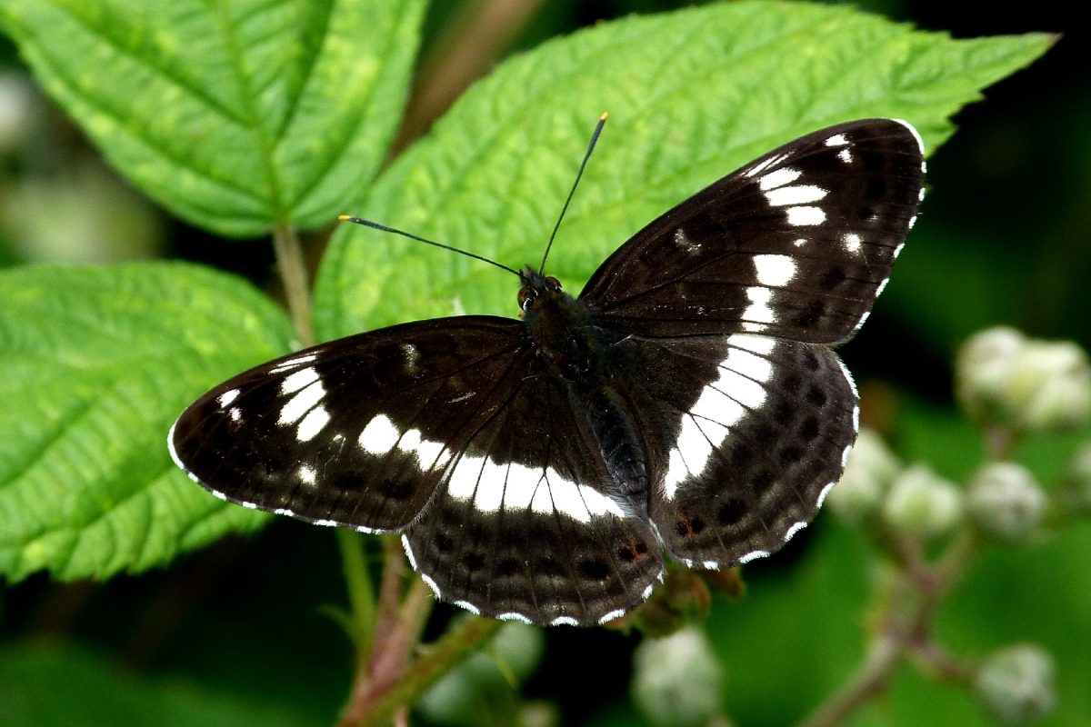 Why Dartmoor is a butterfly haven - Visit Dartmoor